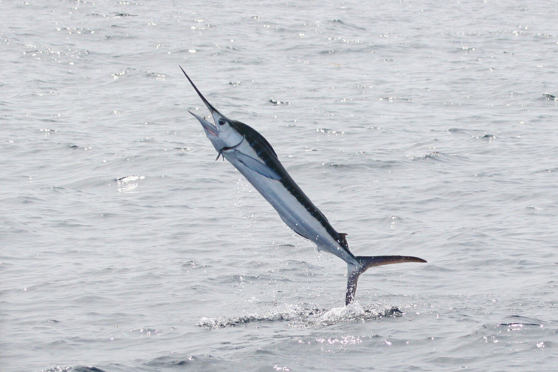 White Marlin in North Carolina