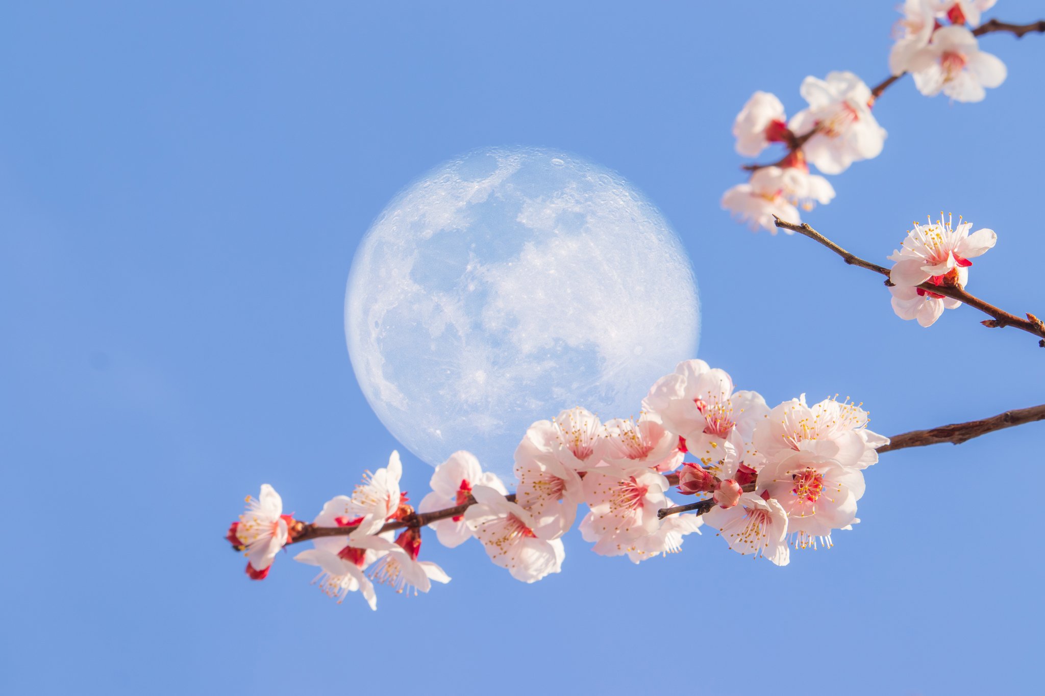 Super Moon With Flower