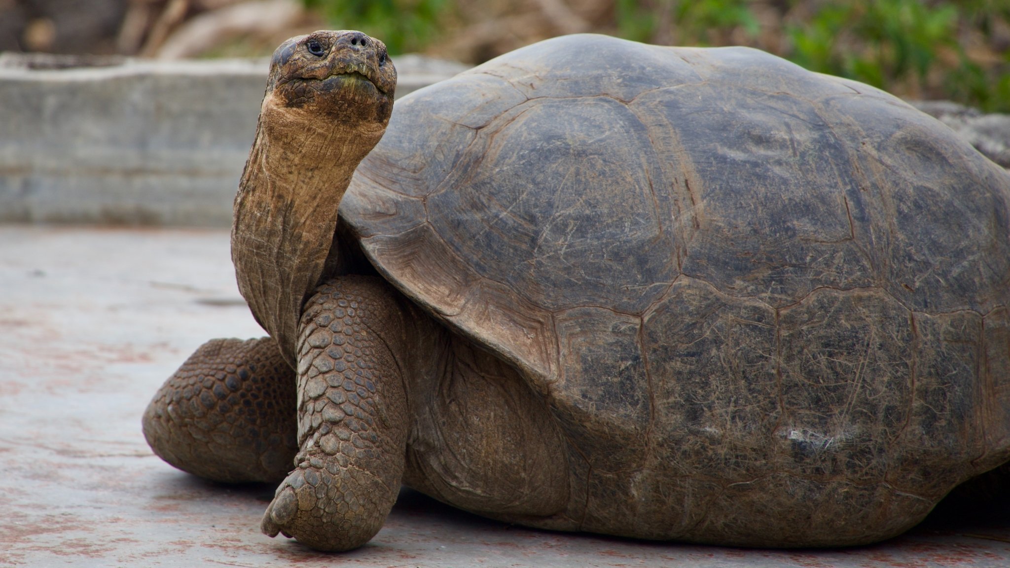 A modern tortoise?
