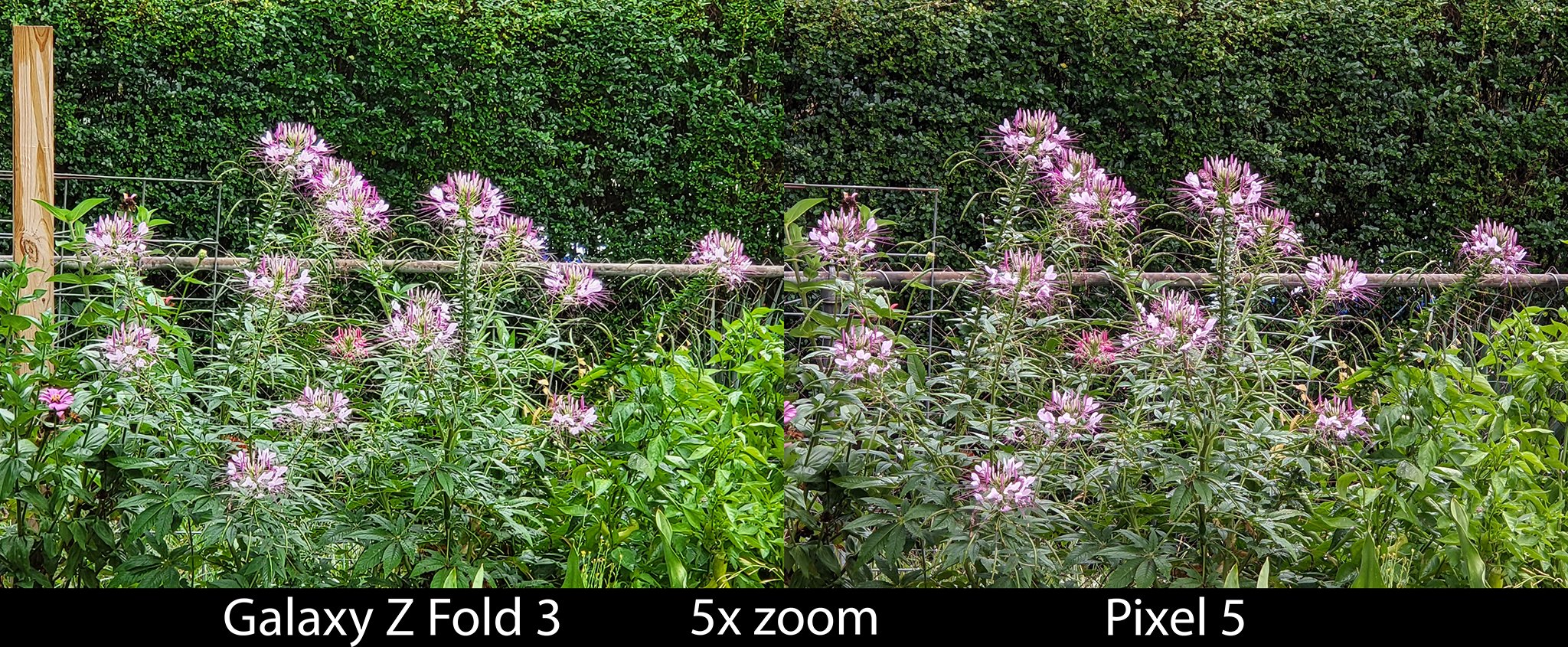 Camera Compare Z Fold 3 Pixel 5 Zoom