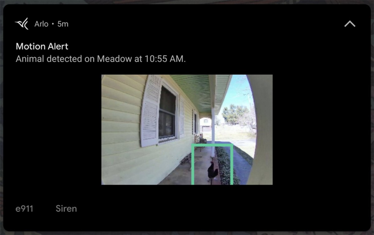Arlo Essential Wire Free Video Doorbell Screenshot Animal Detection