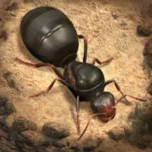 The Ants Better Icon