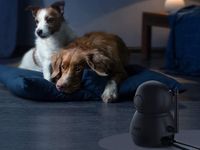 These are the best pet gadgets you can buy right meow