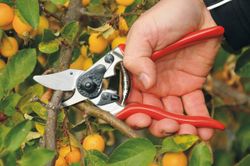 Maintaining your garden is easier with these pruning shears